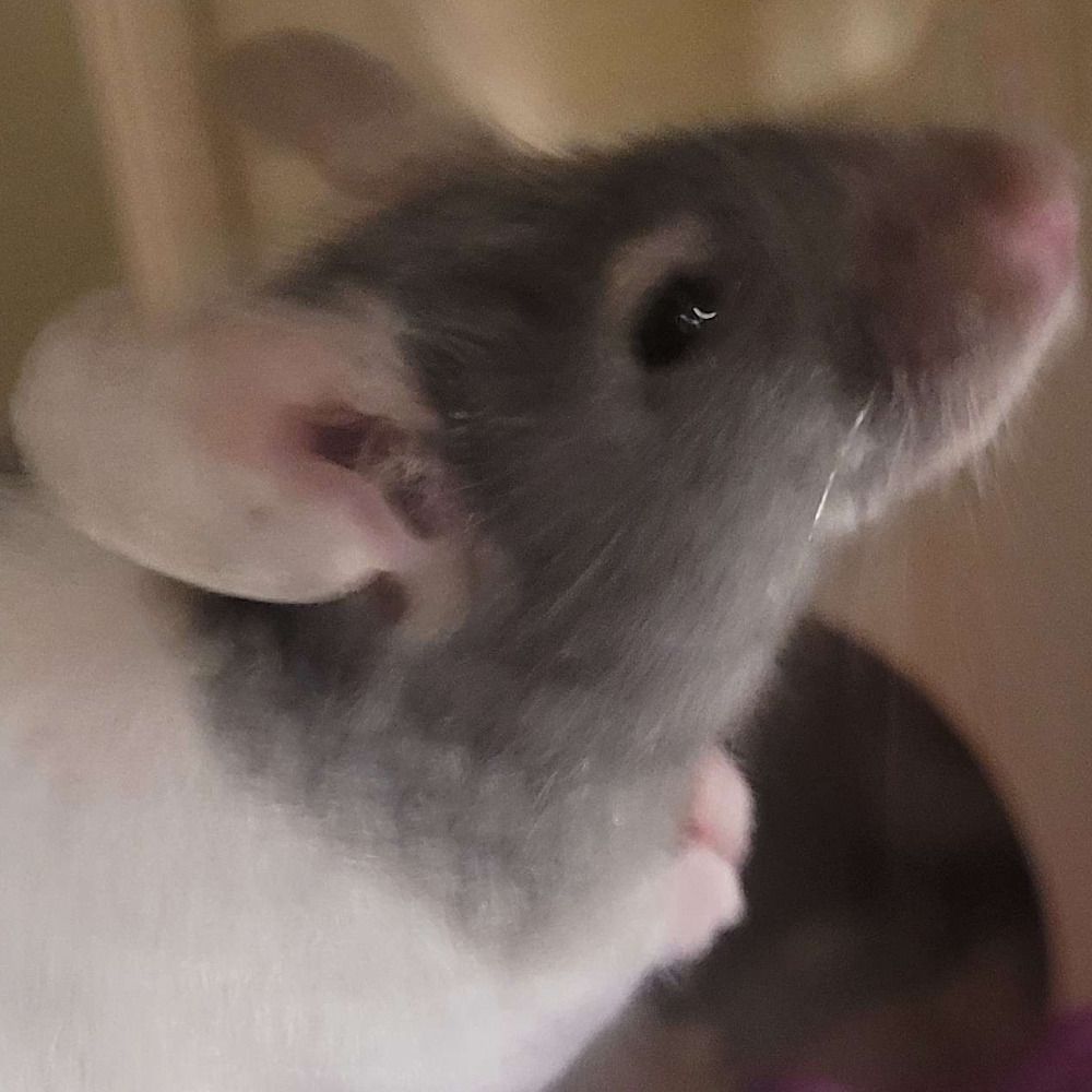 Daily Mouse Pics
