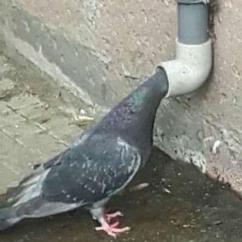 雑草
