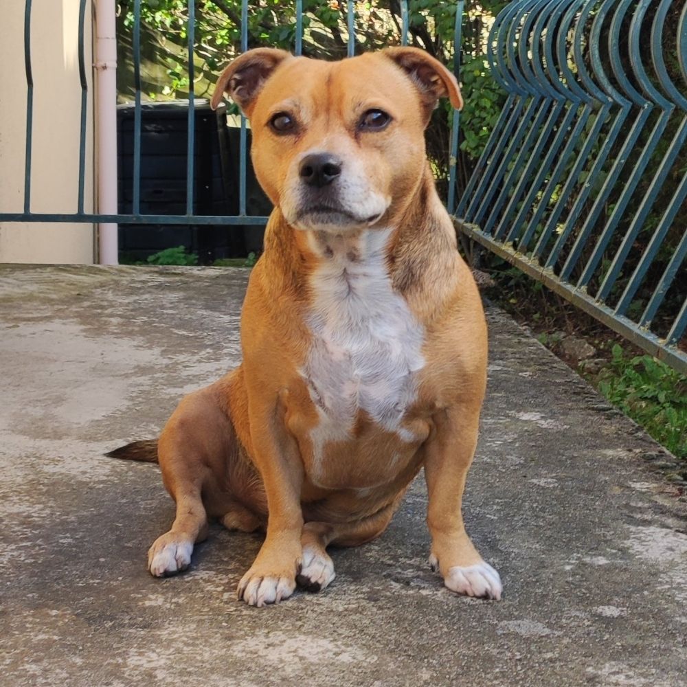 Taiko 🐶♂️