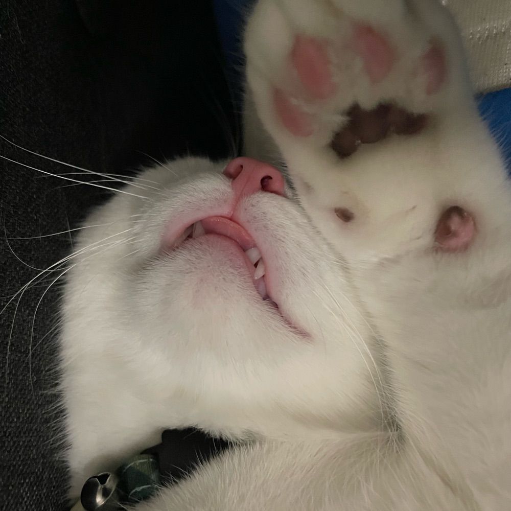 Toby