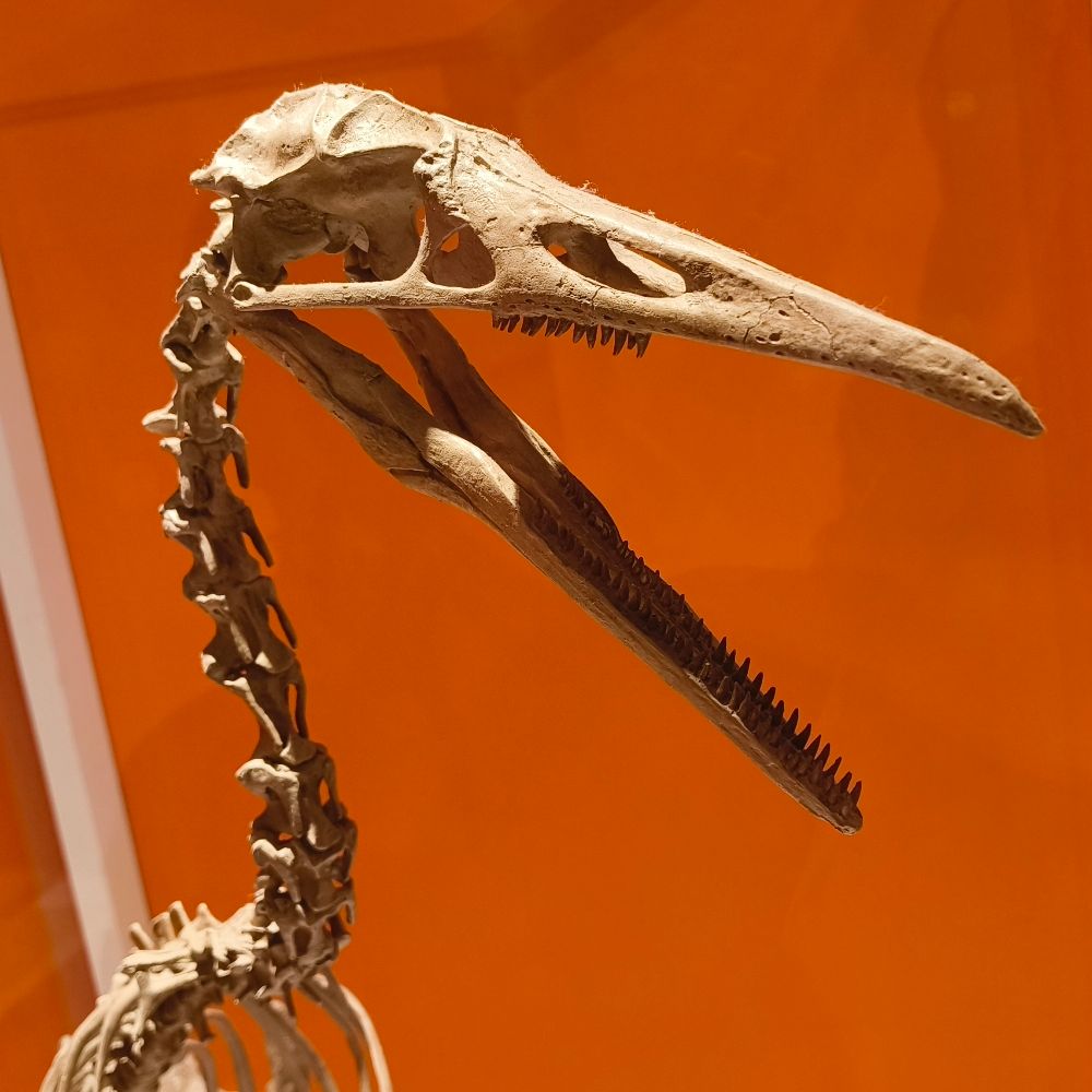 Darwin