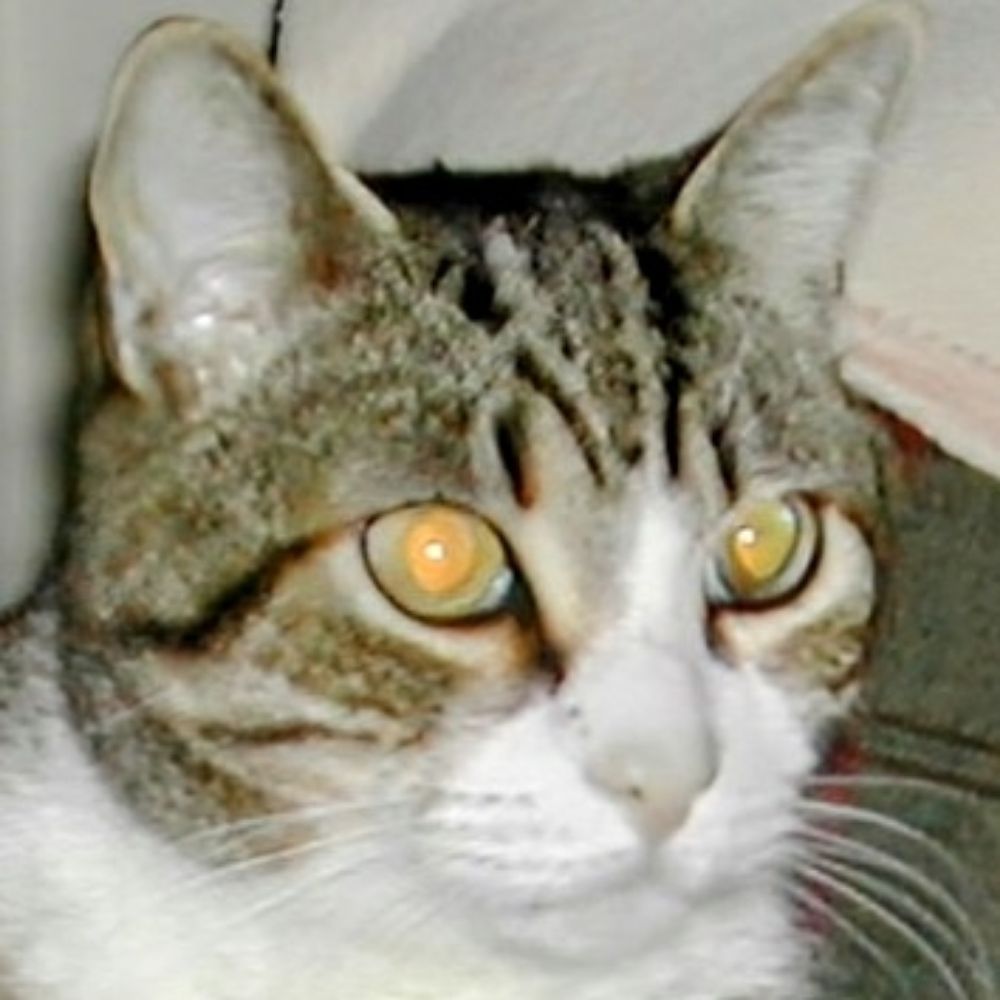 BigMiniaturesWeirdo