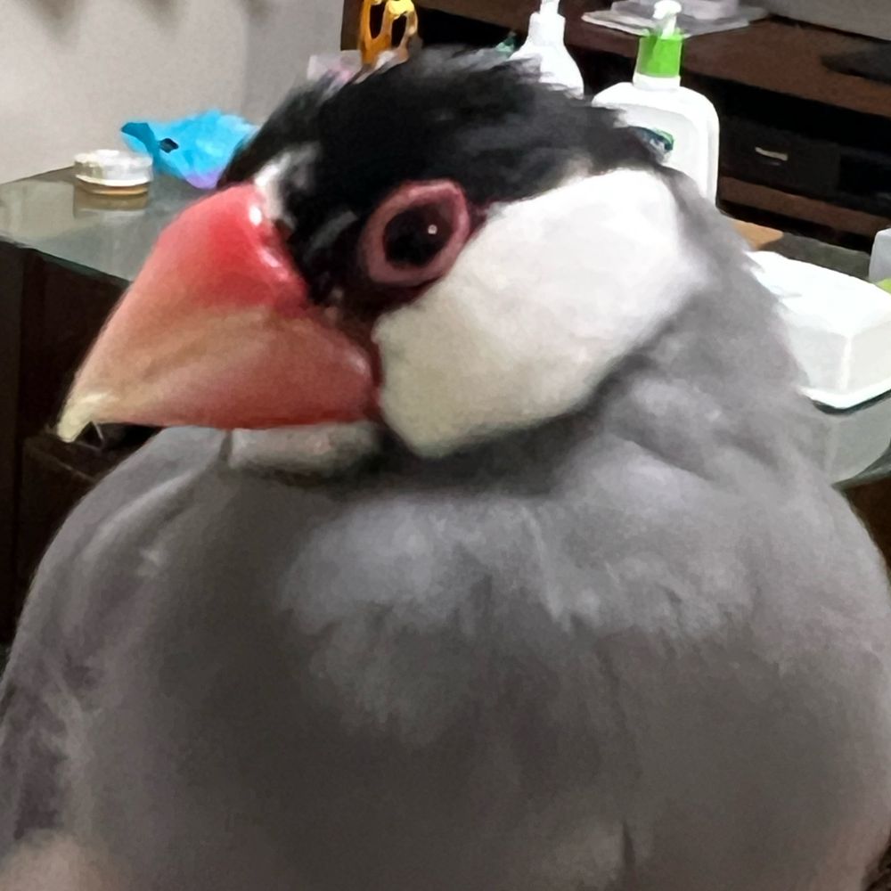 ろびと文鳥