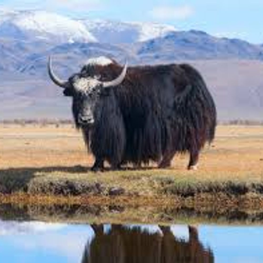 Bigger Yak