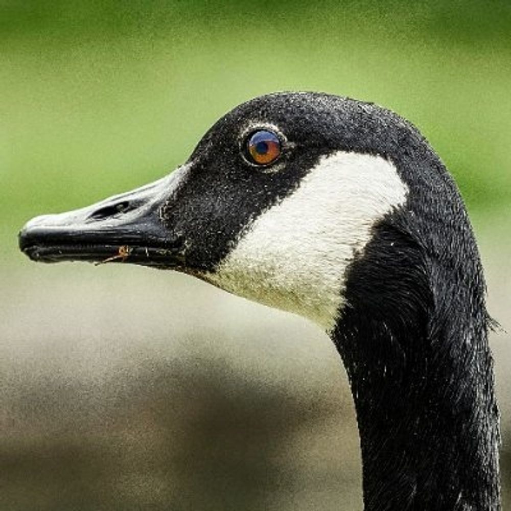 Mostly Geese