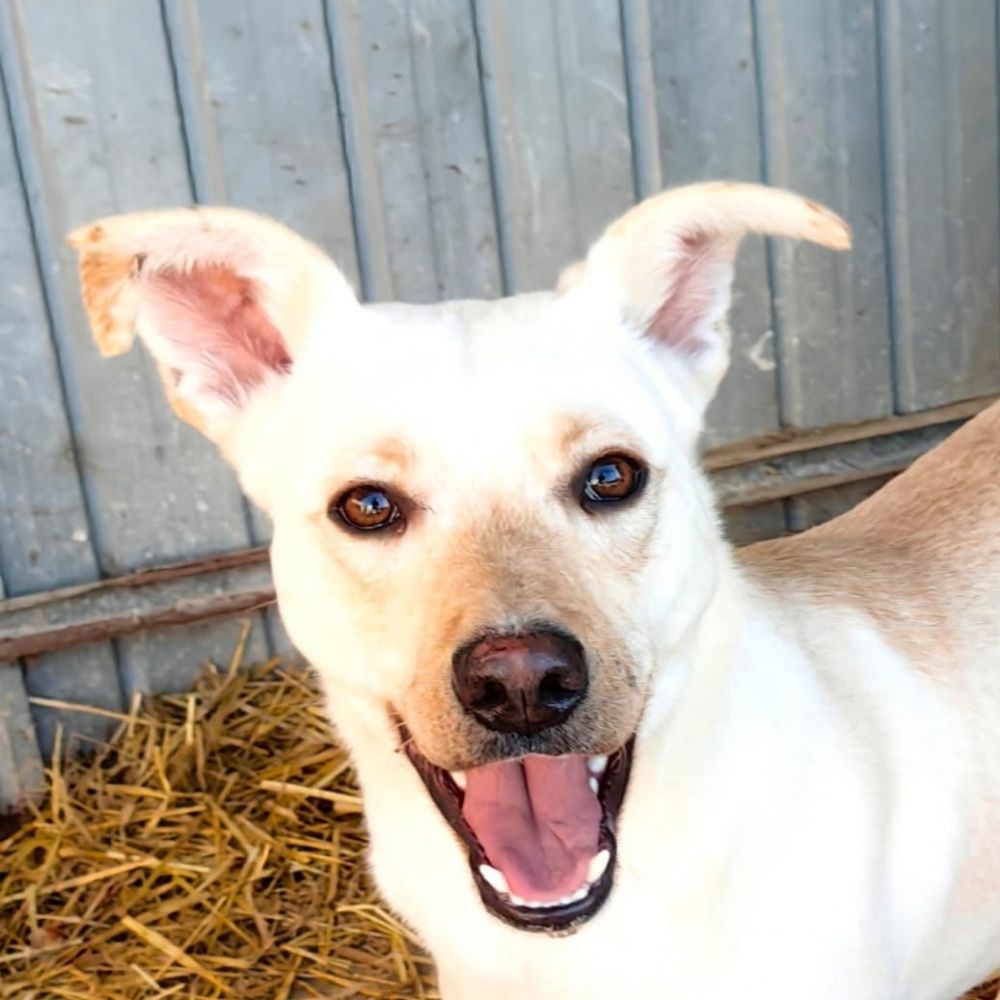 Badger the Dog Foster