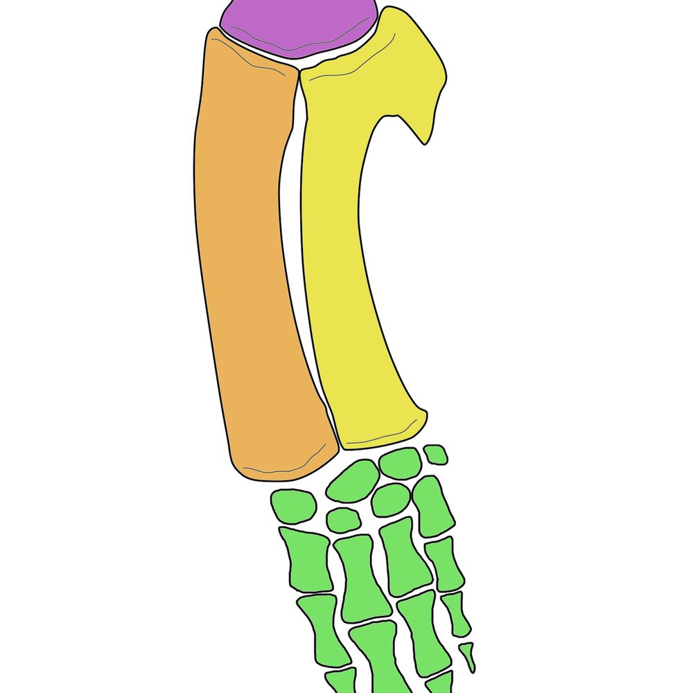 Schmalhausen Evolutionary Morphology