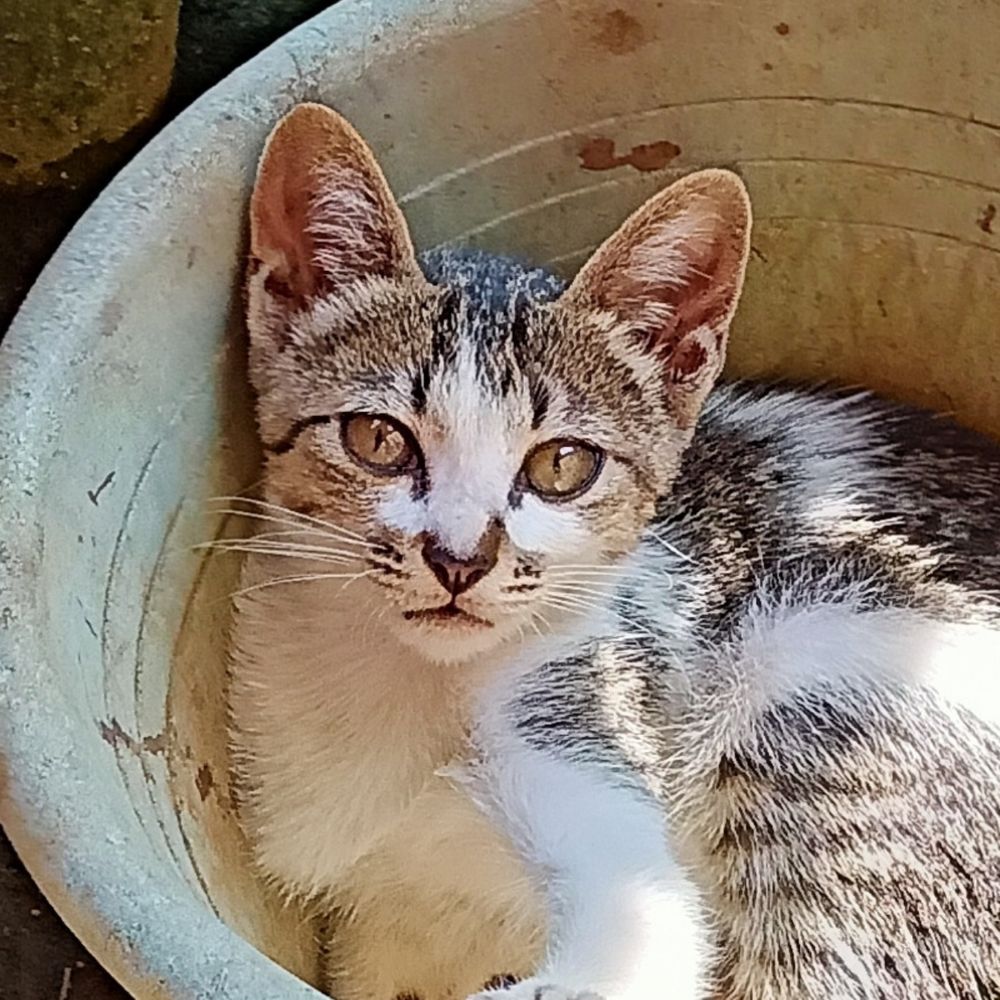 Nika