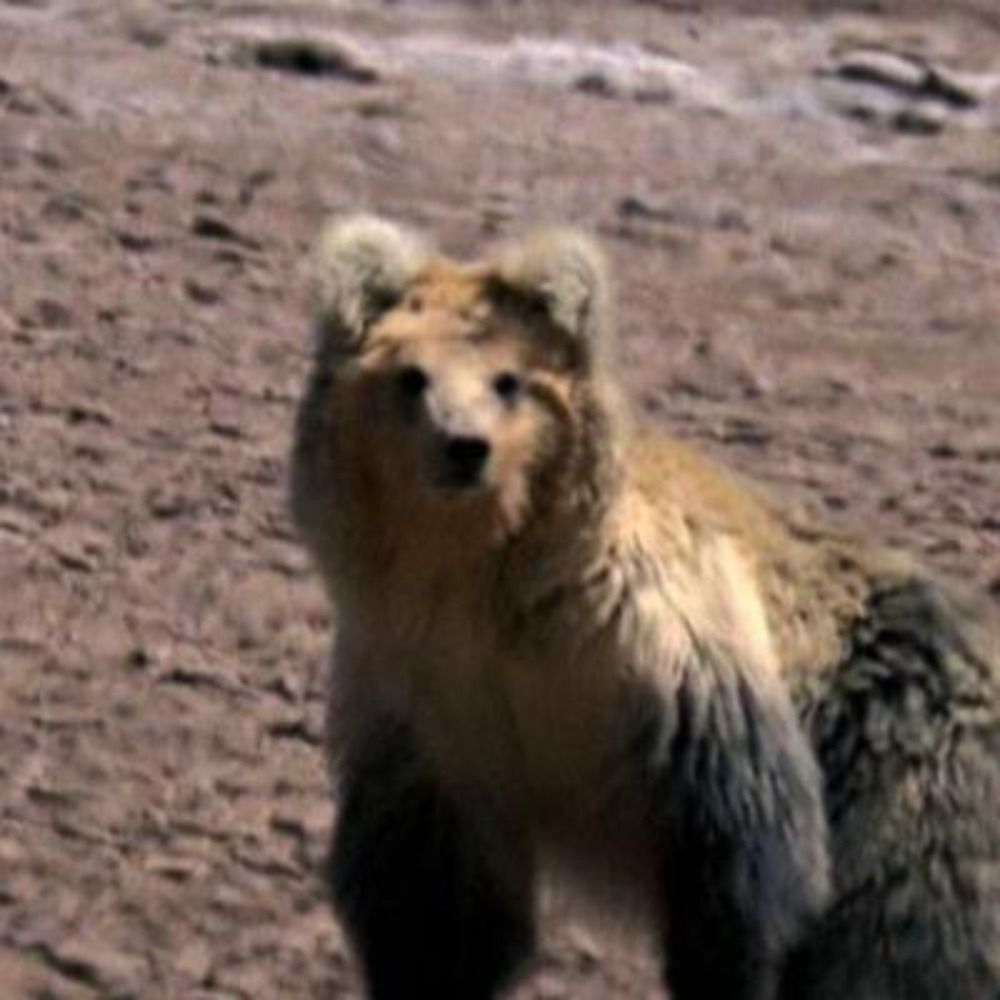 Tibetan brown bear