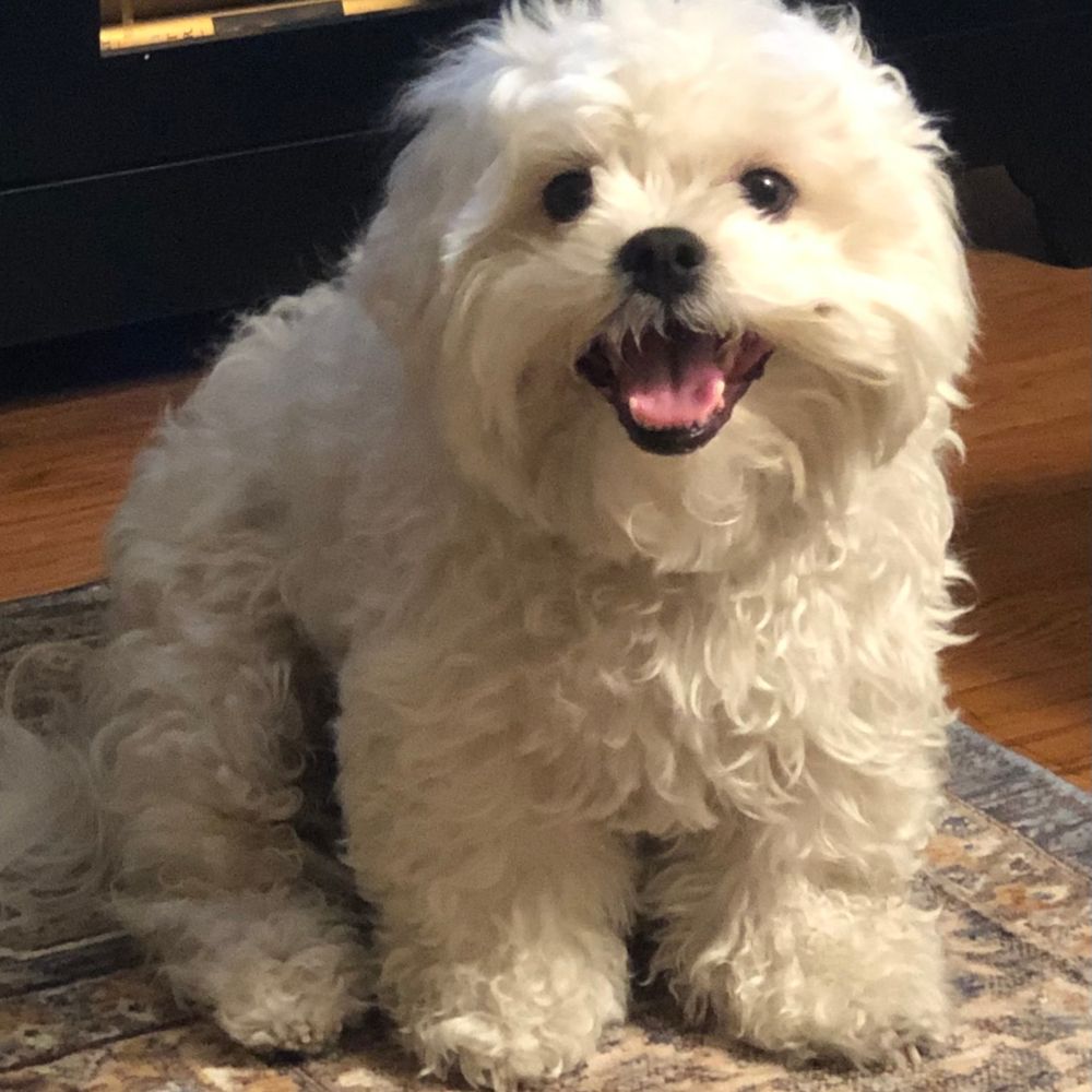 one good dog