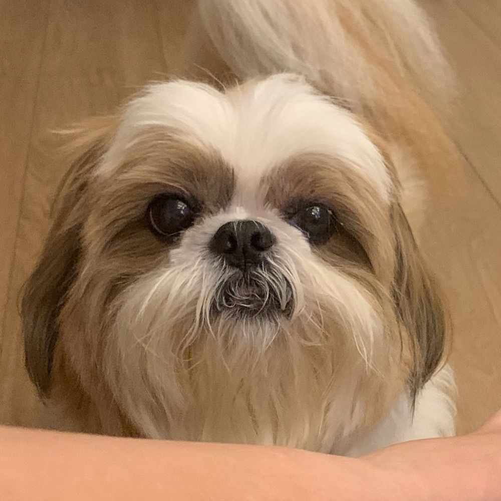 Lilice