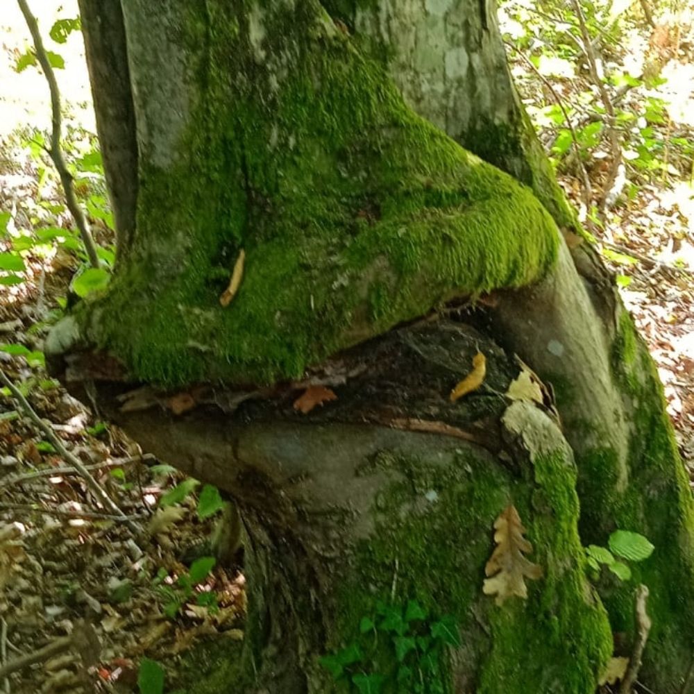 Mahovina