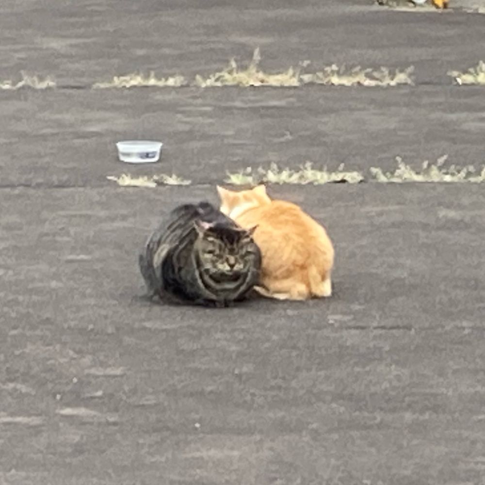 ぴに