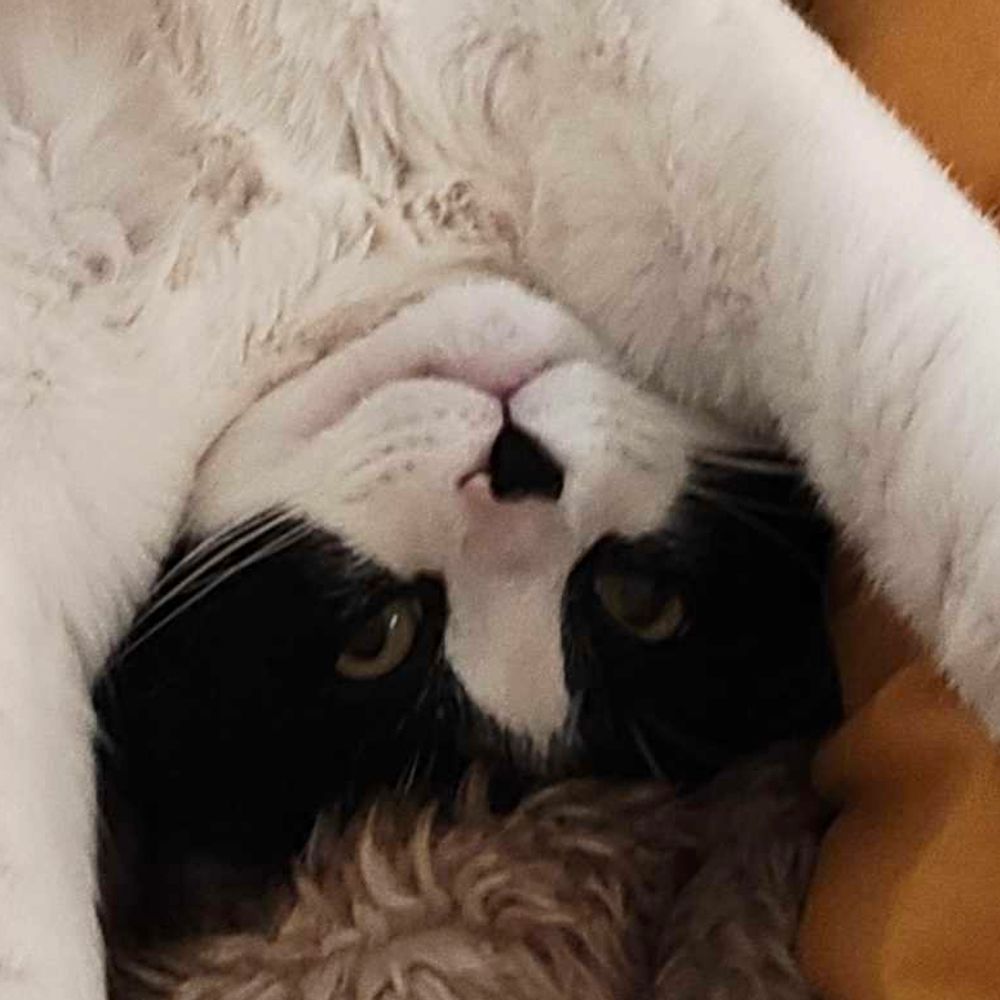 🖤oreo de rolo - first of his name - harbingus of darkness🖤