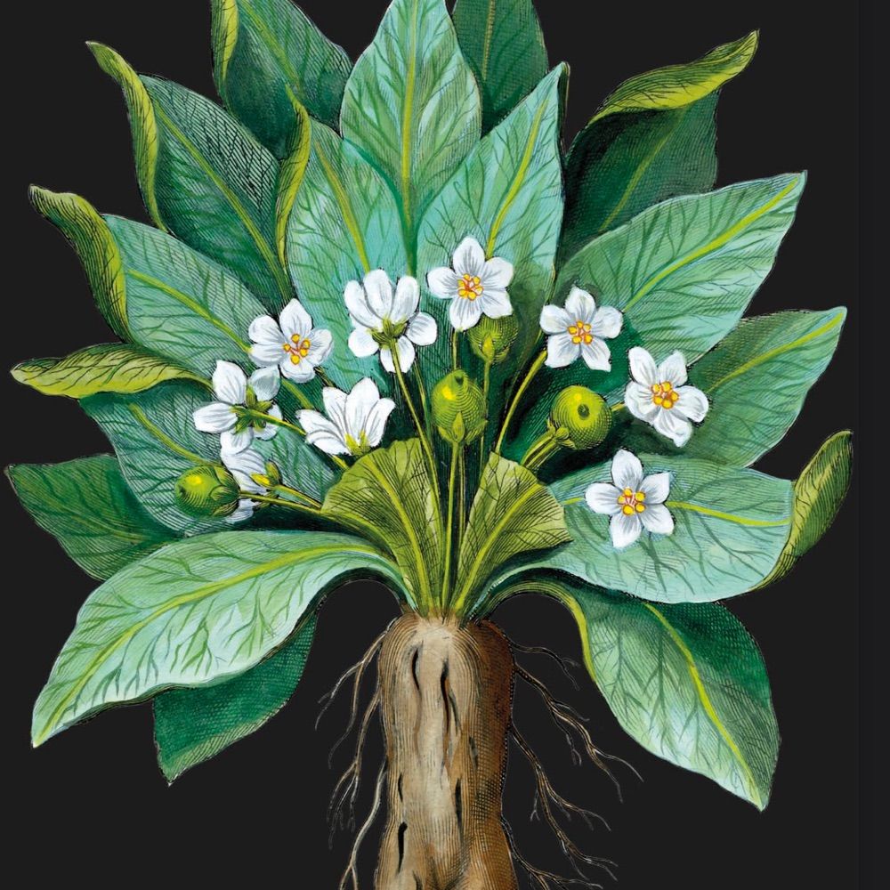 Inamorata’s Fabliau