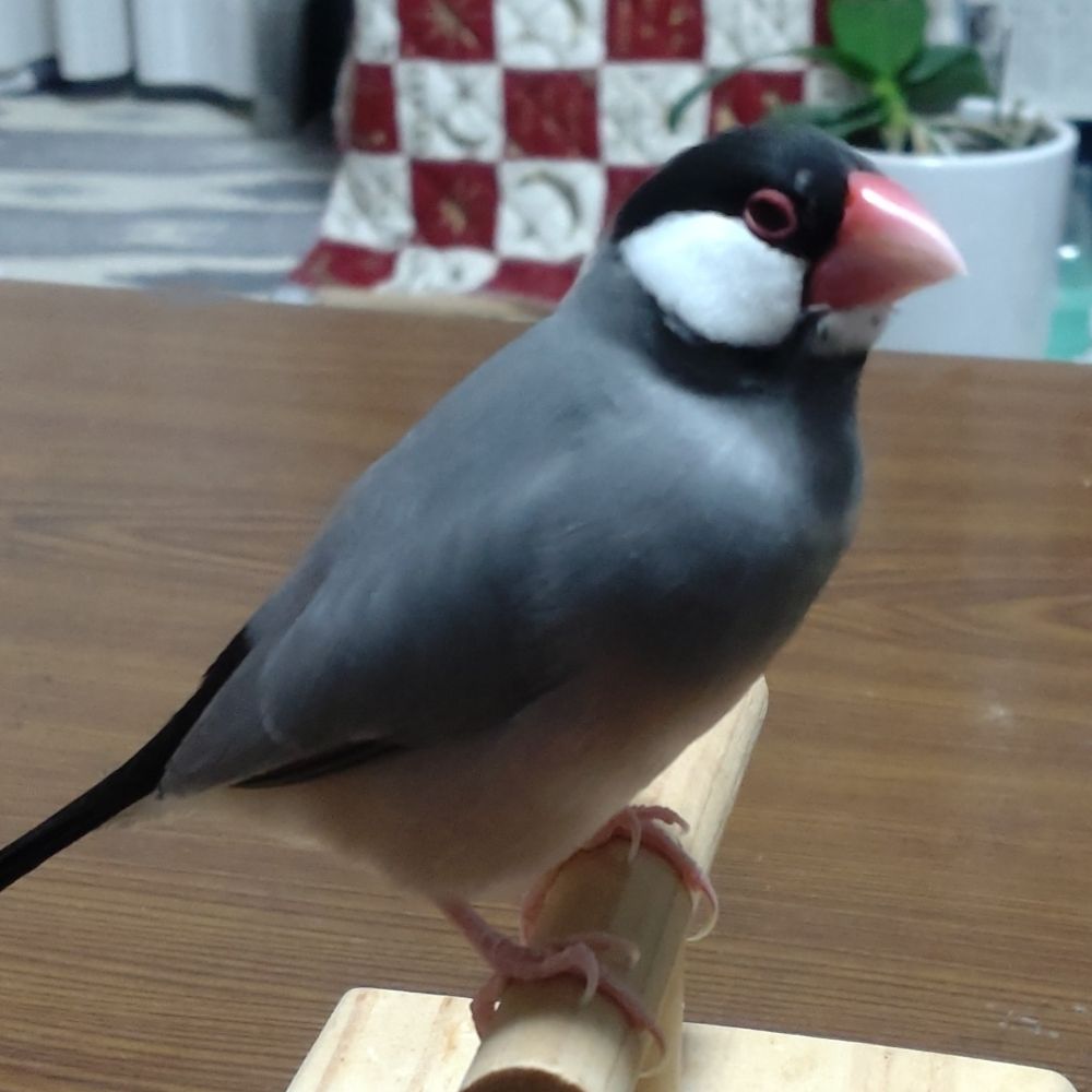 とり(を)もふ(る)