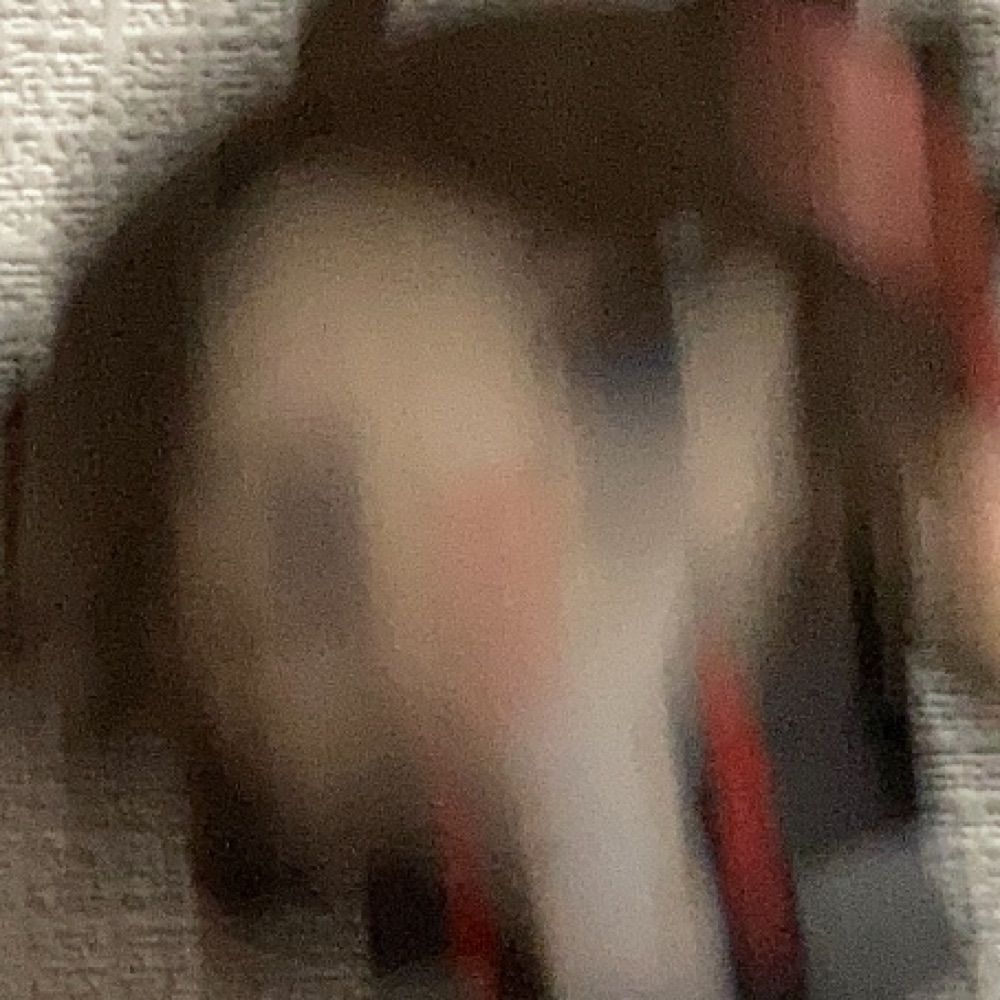 んごりら
