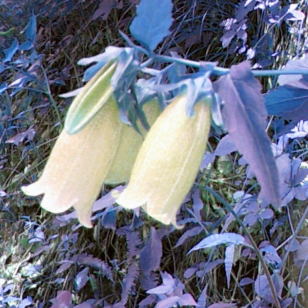 箒