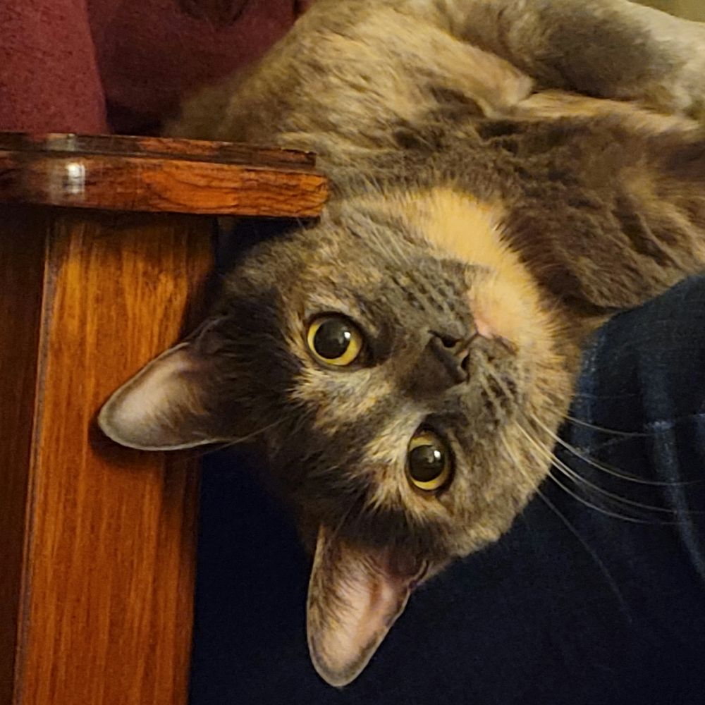 traceyvt.bsky.social