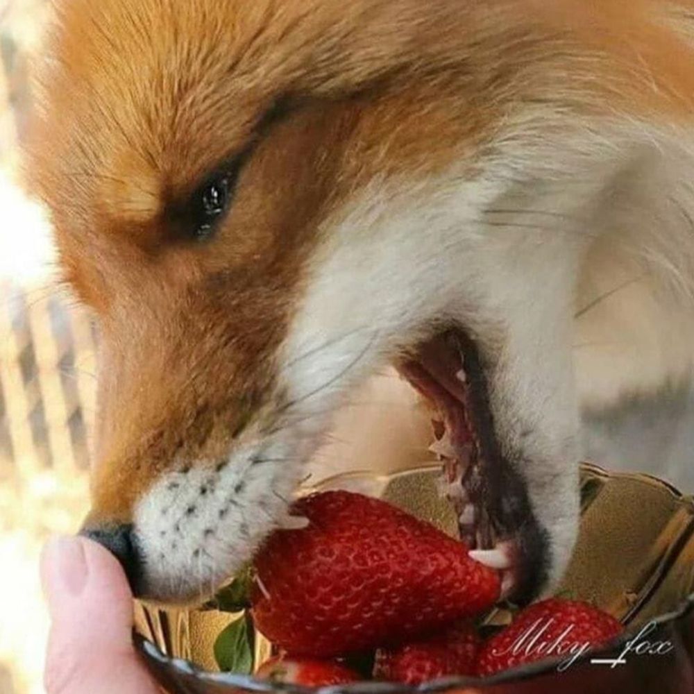 Strawberry Roy