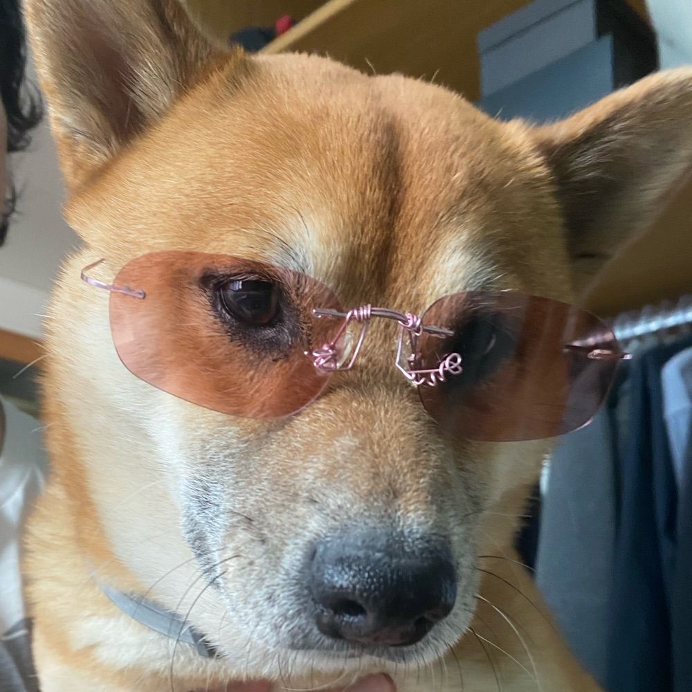 Cão Menor