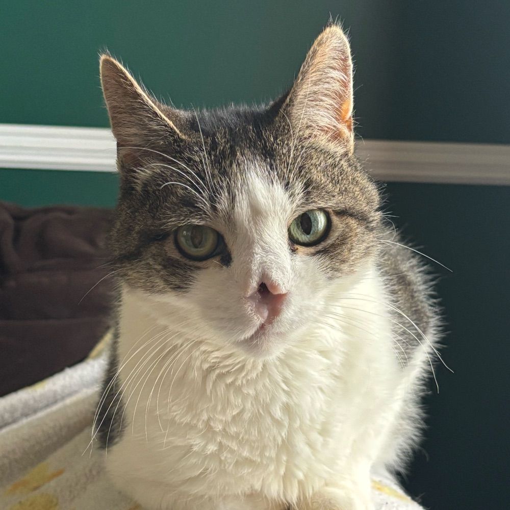 Kitty