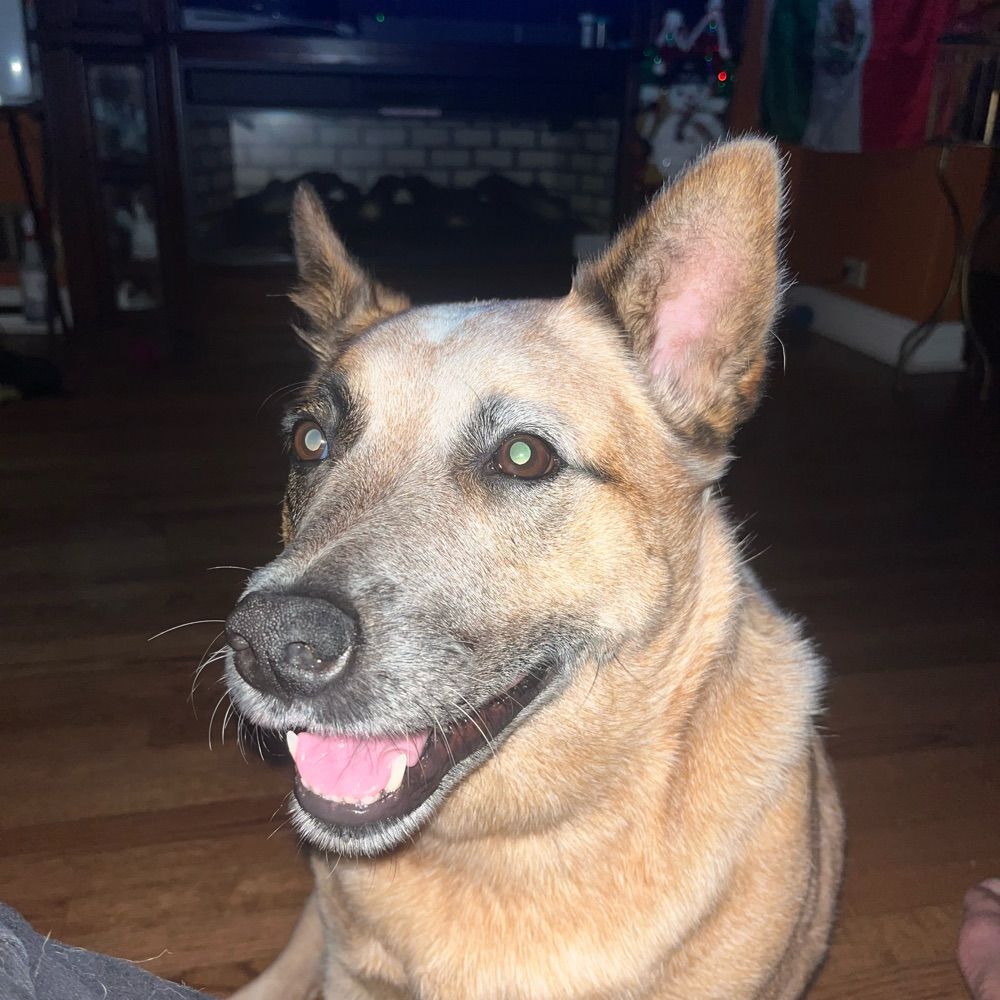 Chloe the Dog