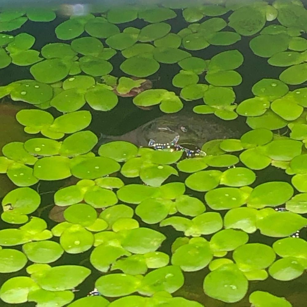 jam🐸