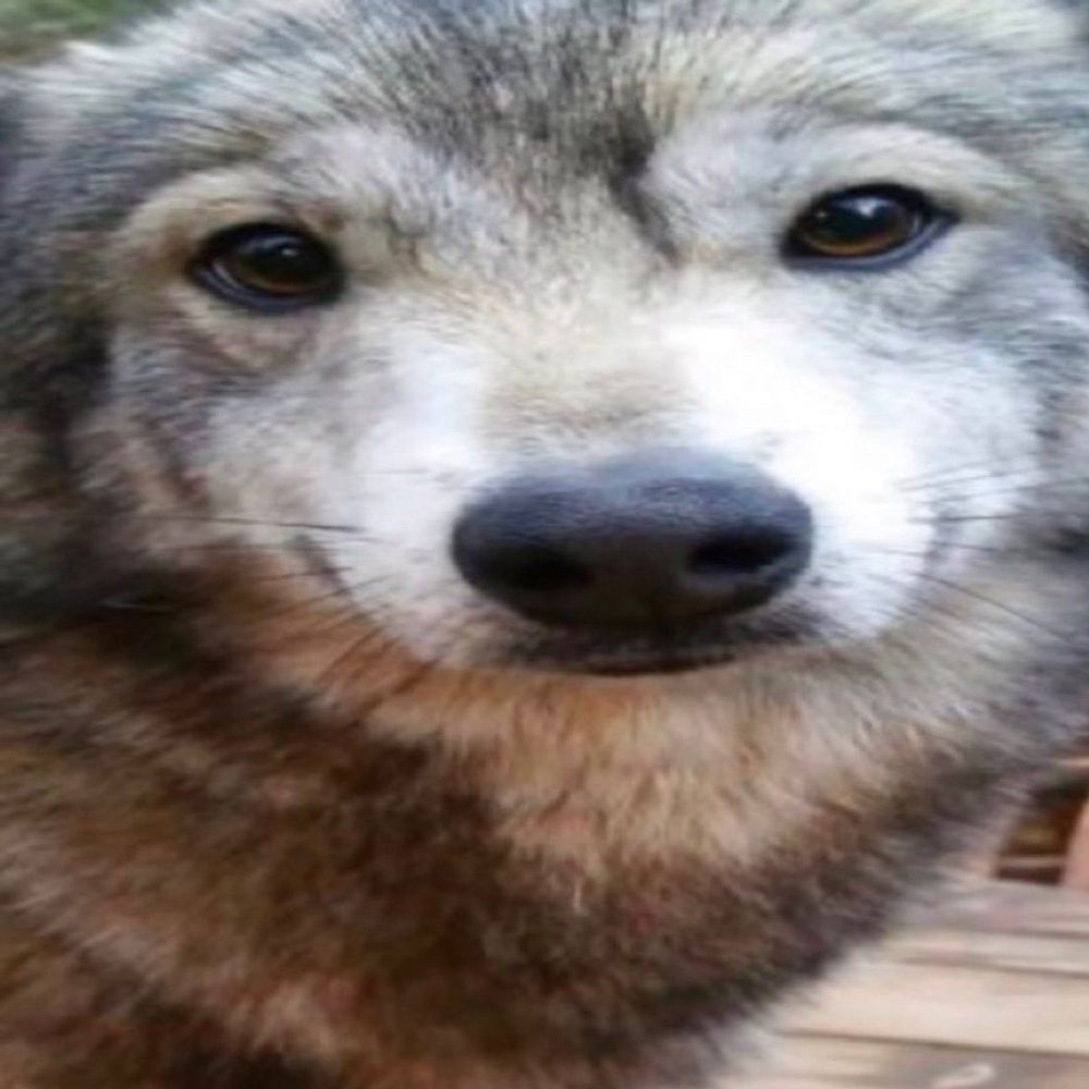 Coopy 