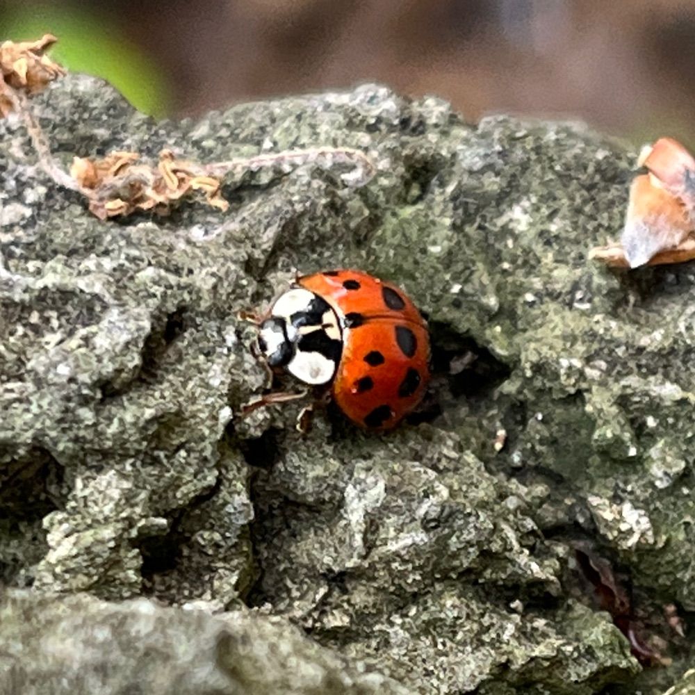 CuteLilMoan