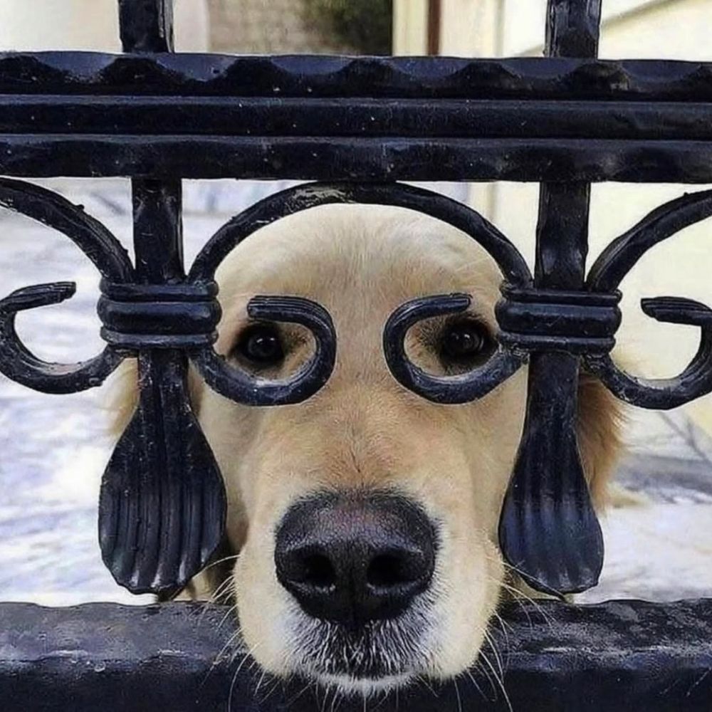 Dogs smart 🐕 🇺🇸