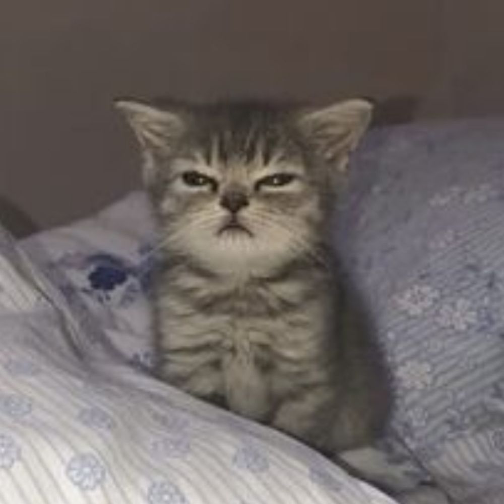 kau deleˢᶠᶜ 🍂