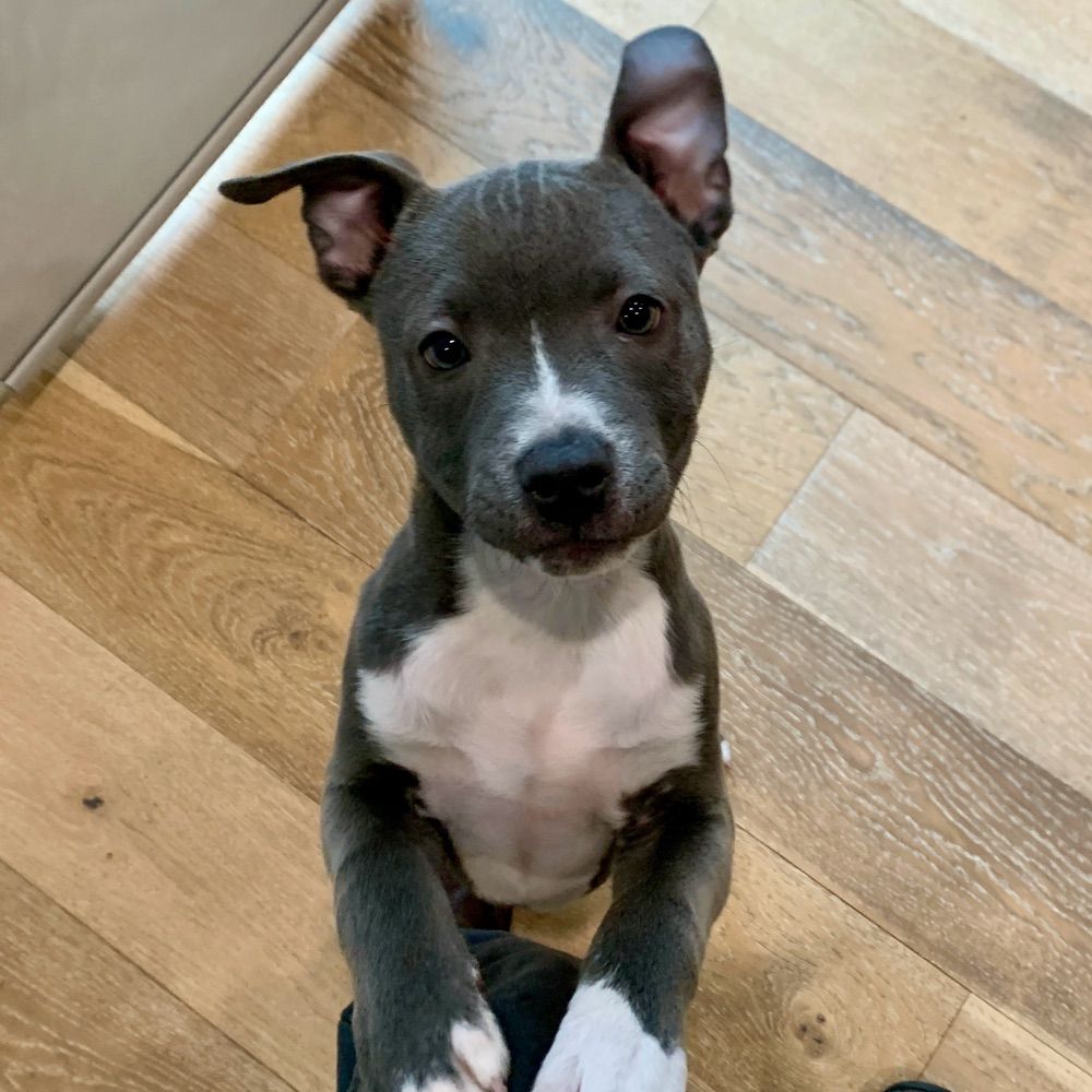 Pittie Party