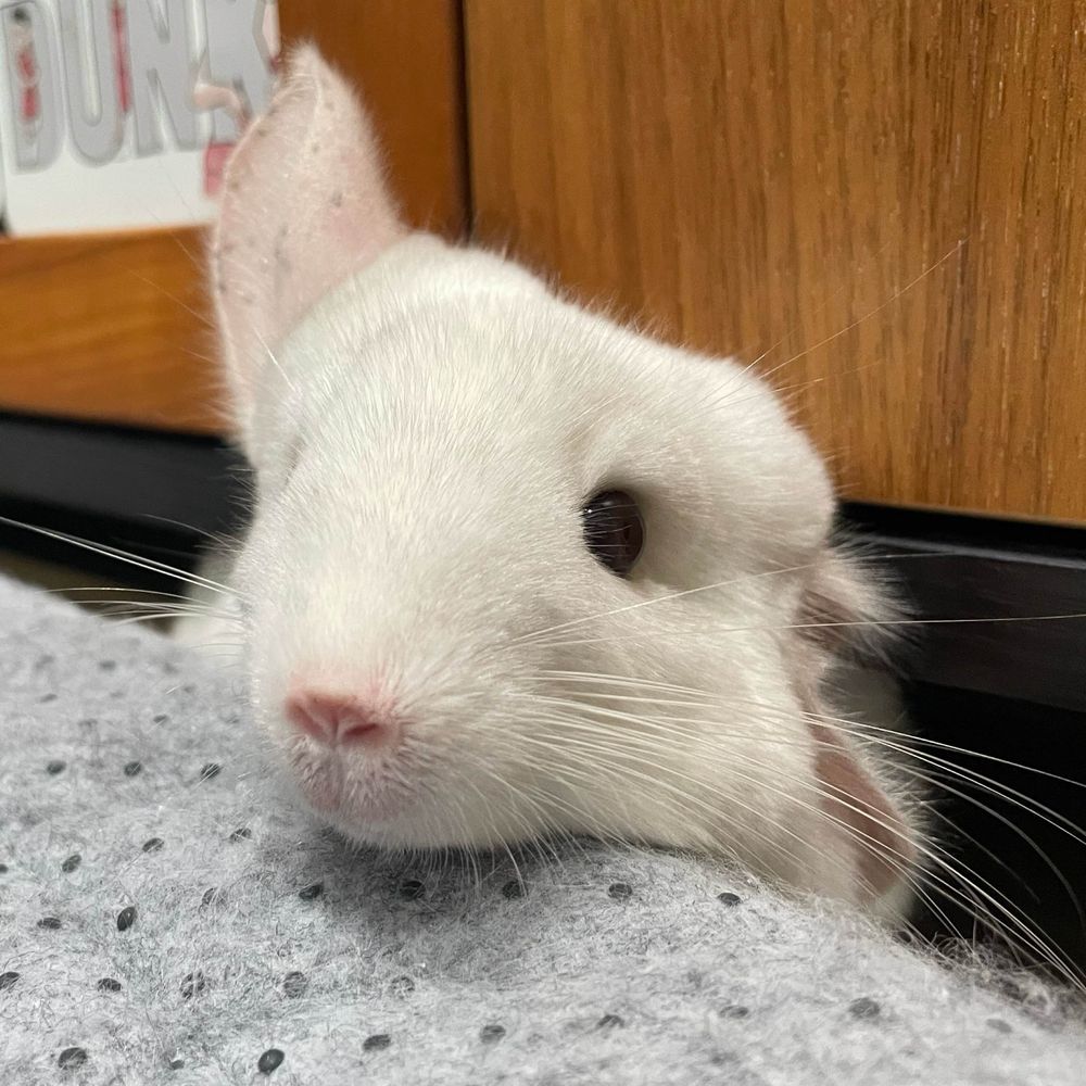 だいふく