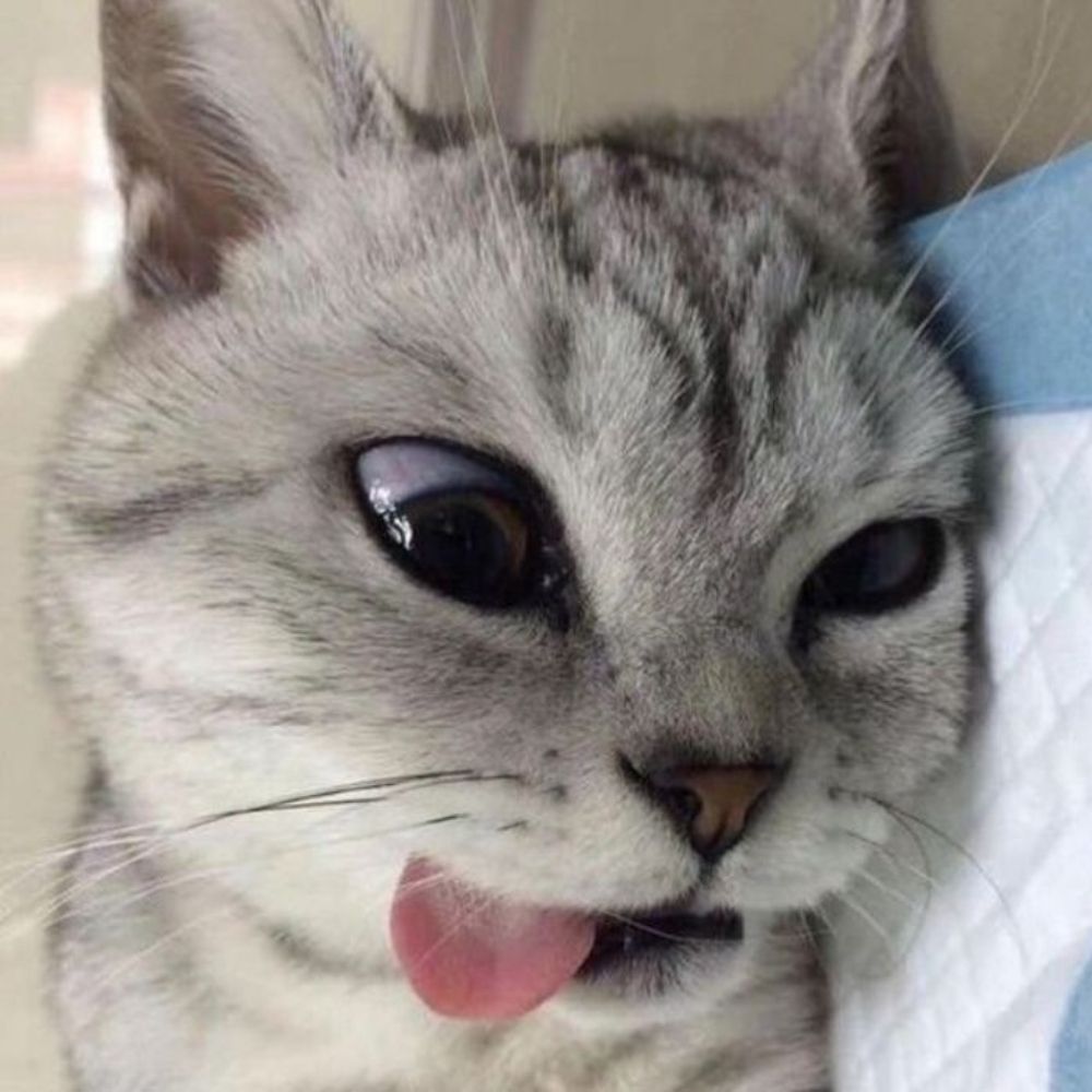 🏳‍🌈⃤ 𝕵𝖍𝖔𝖓𝕾𝖑𝖆𝖞