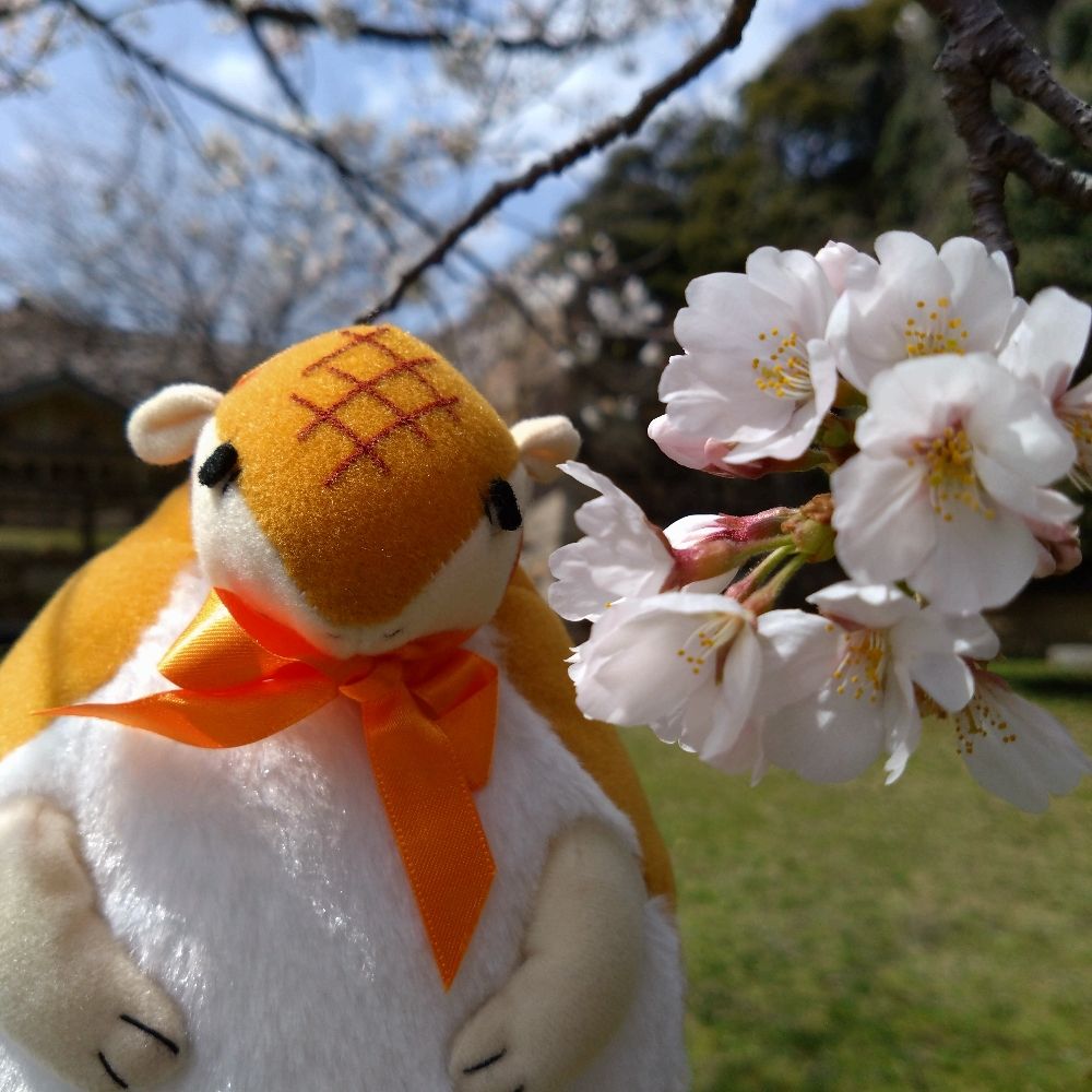 ちさと
