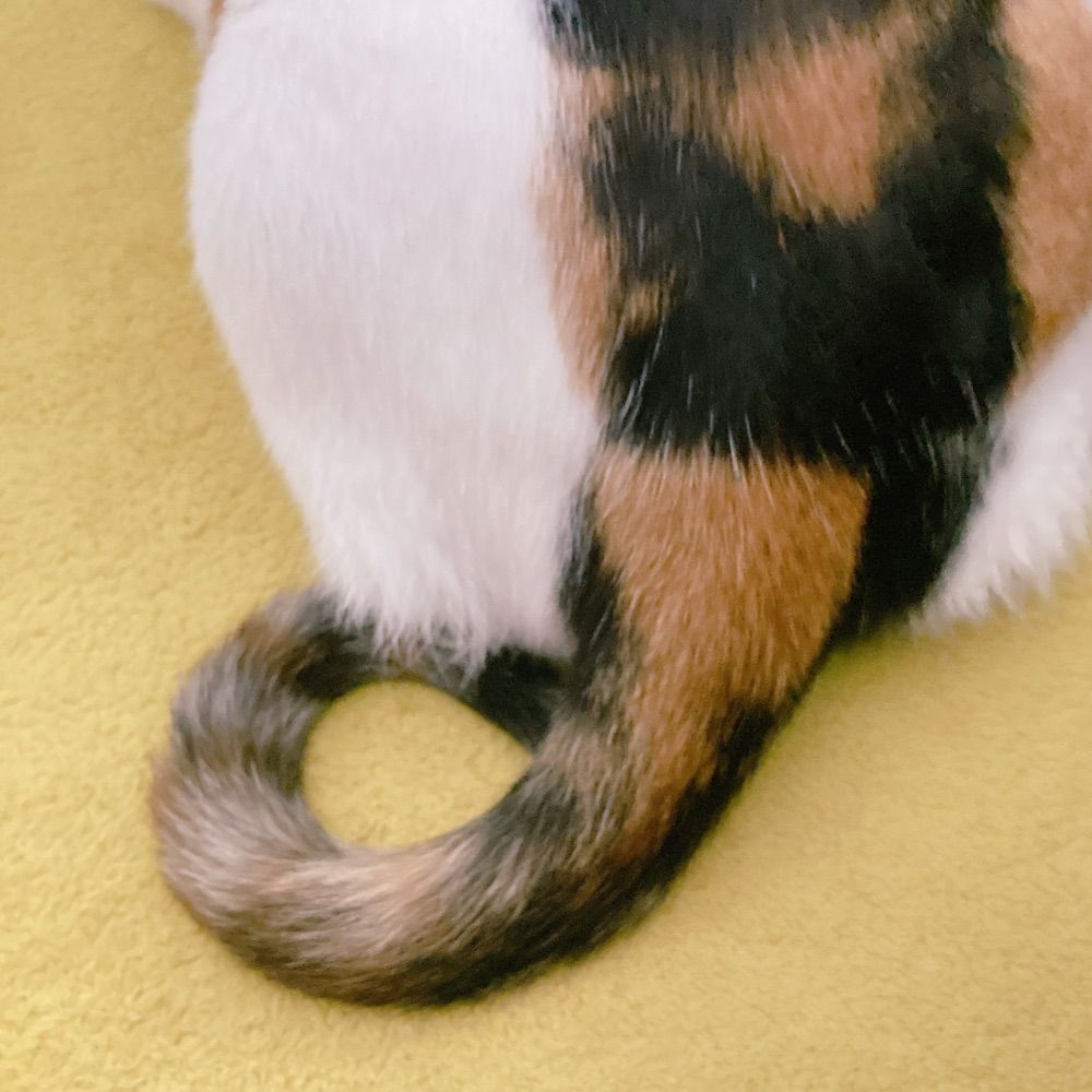 ろむ子