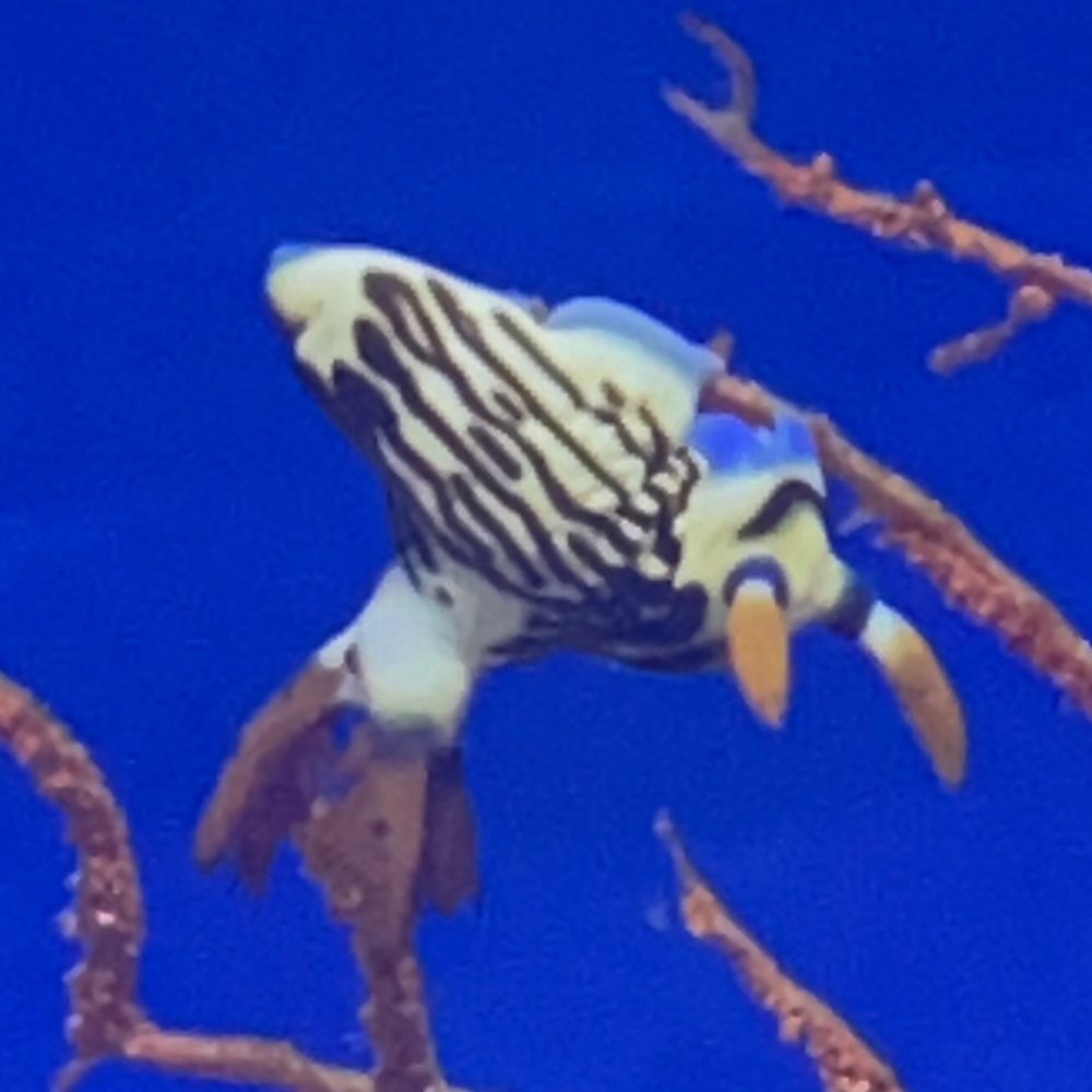Lupa