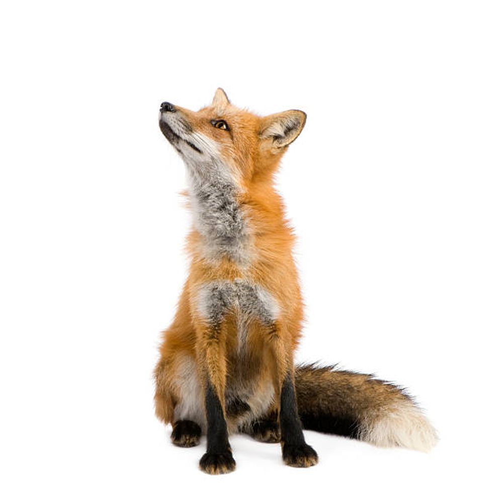little kitsune