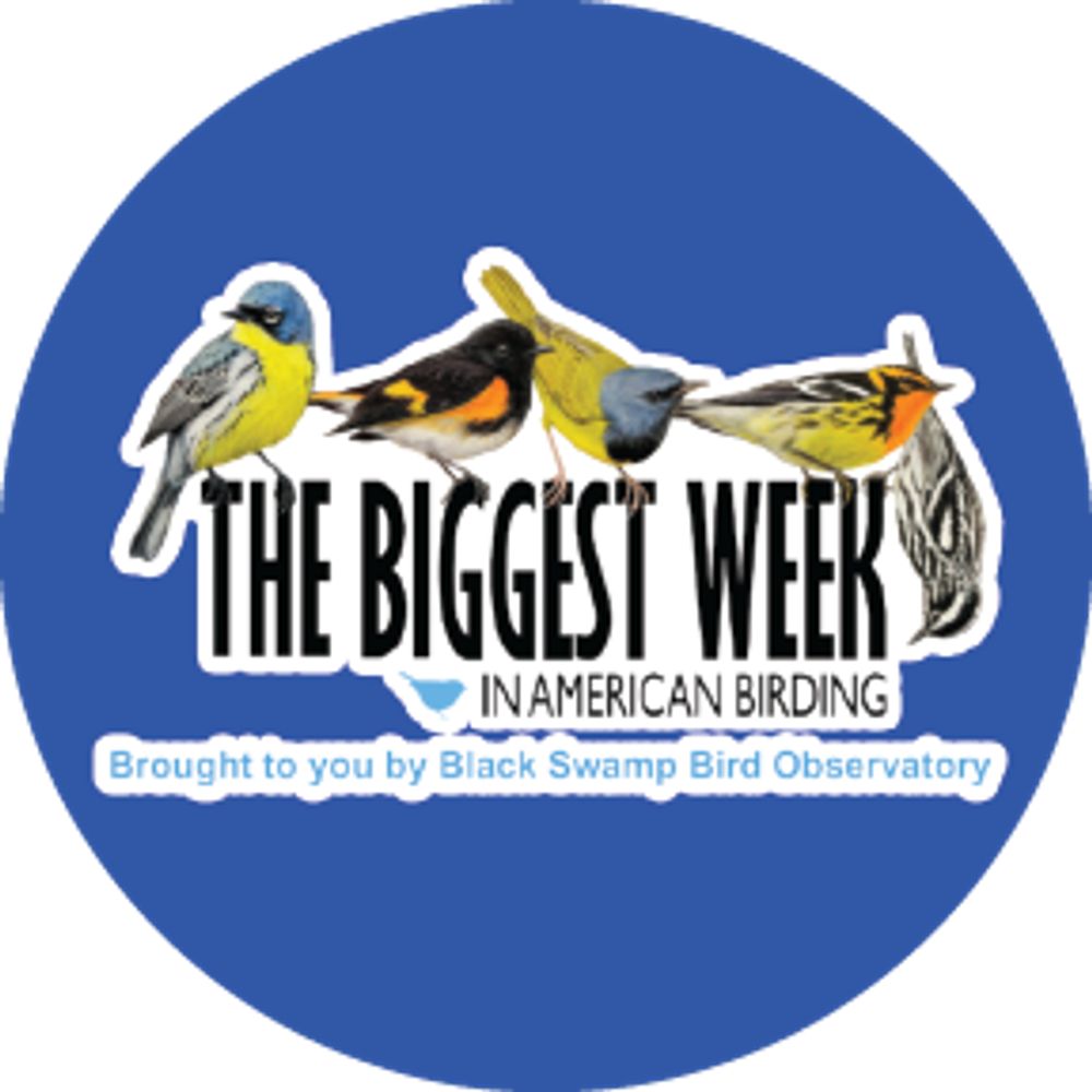 The Biggest Week In American Birding