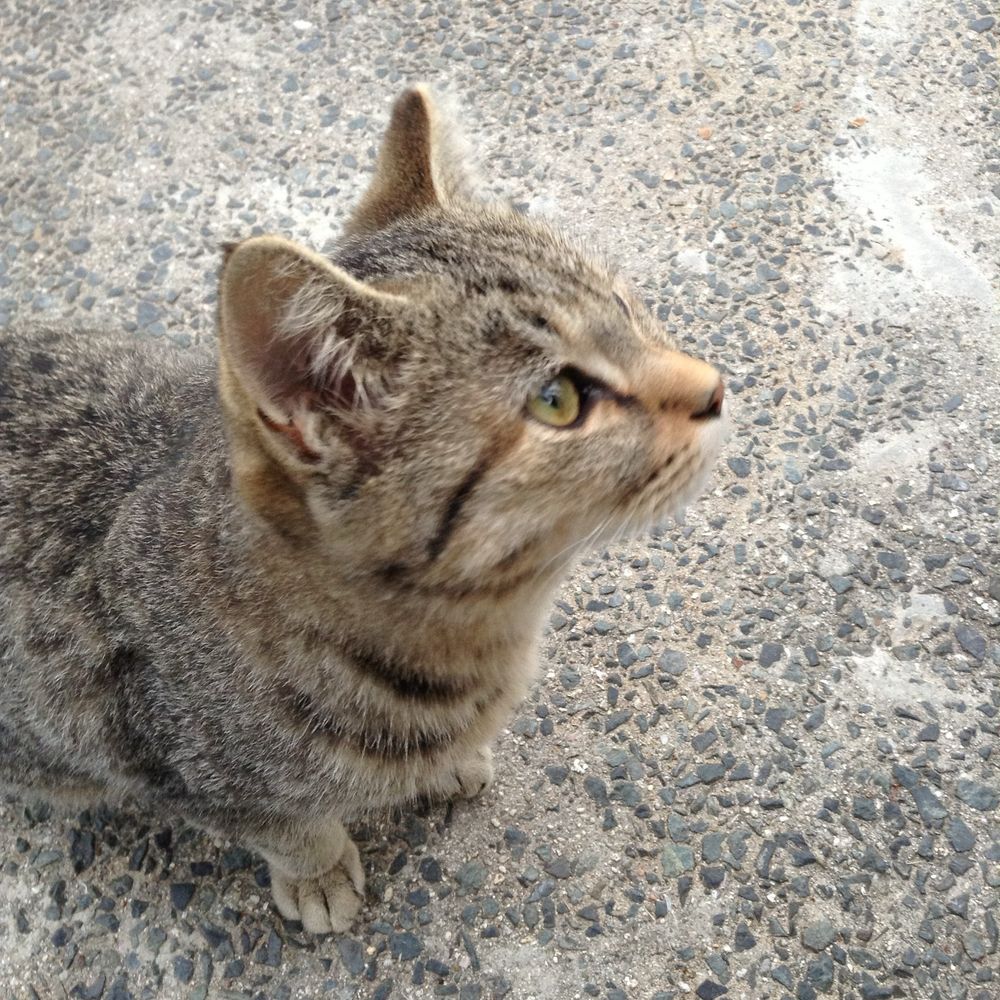 和泉