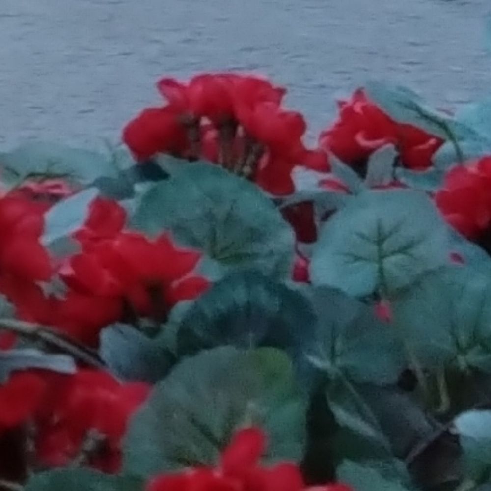 来薇湯