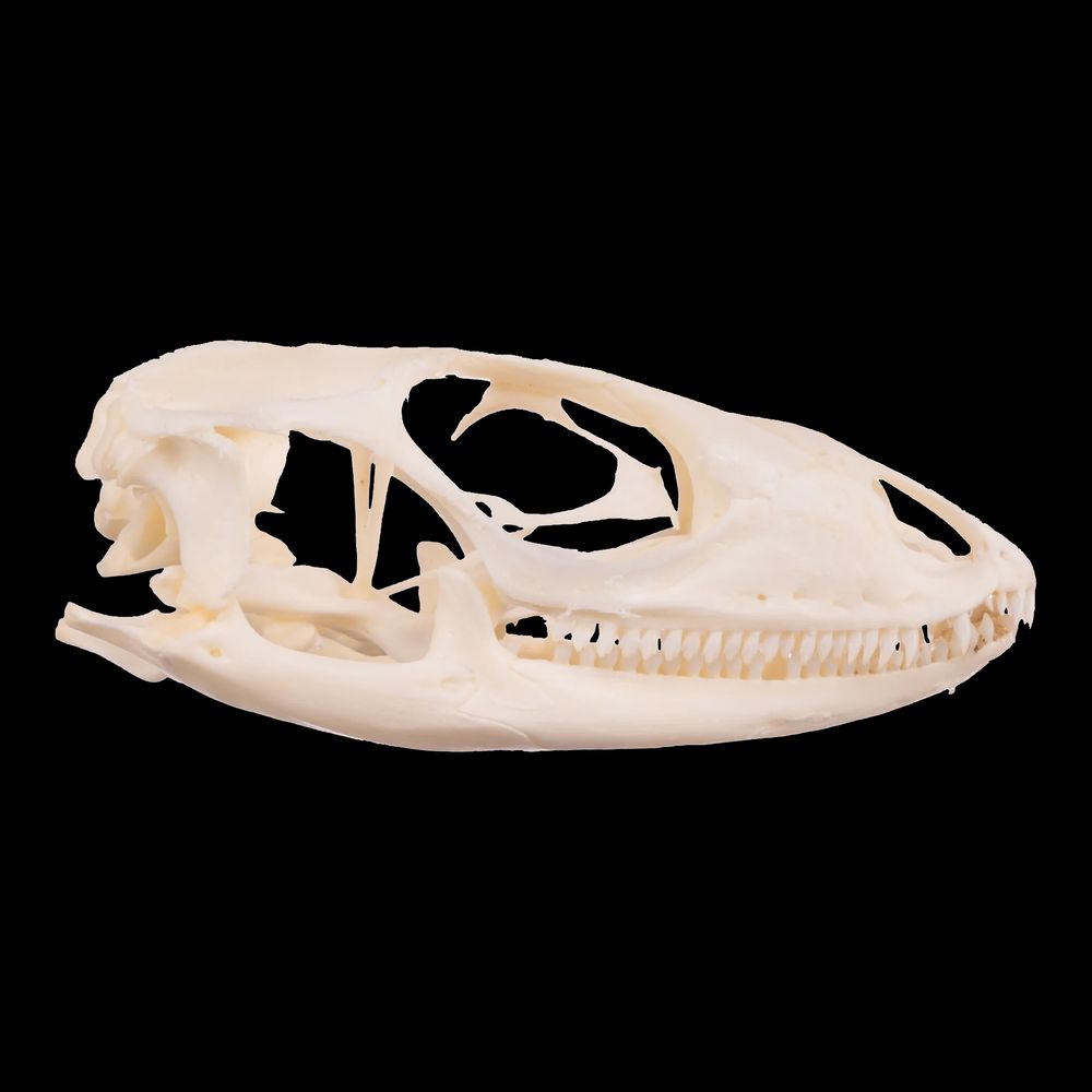 Just a Lizard Skull