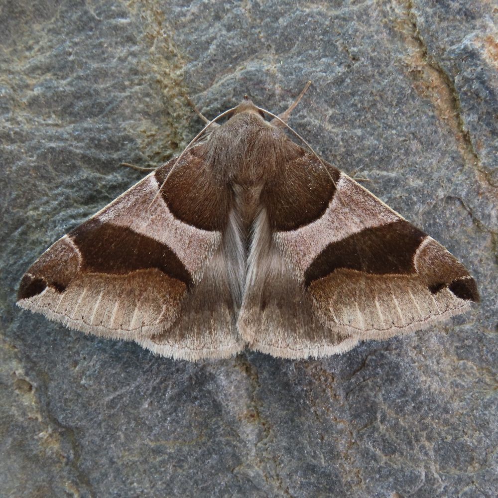 Nige Jarman