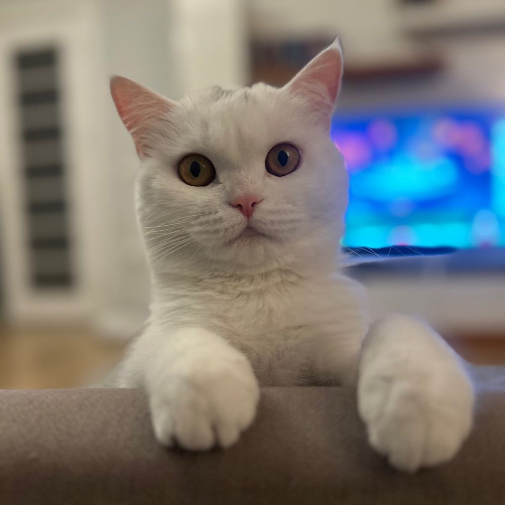 Mia