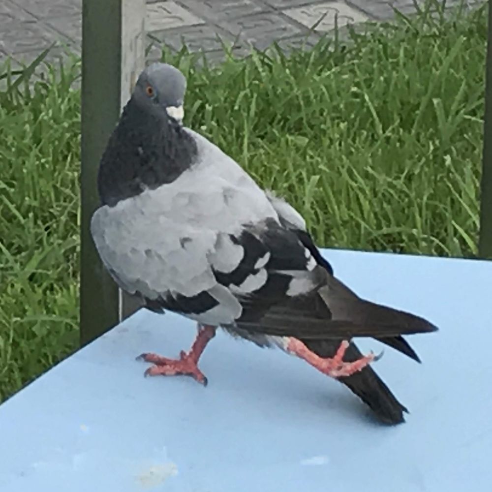 だず