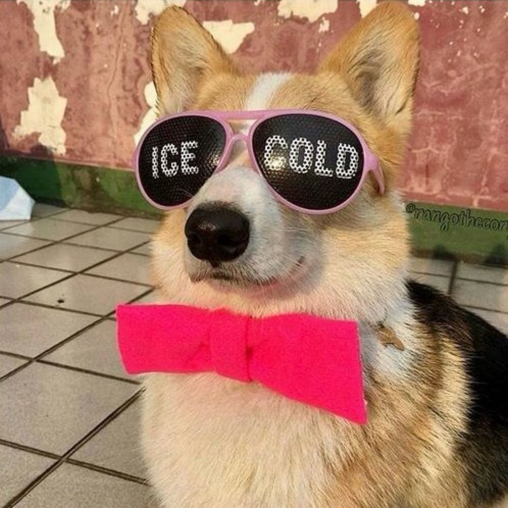 Ice Cold Corgi