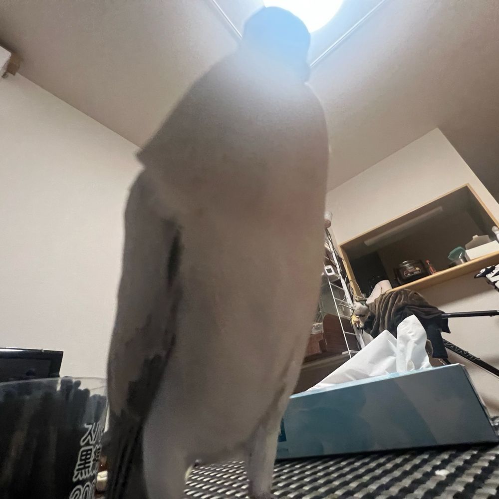 バ ヤ シ コ ロ モ リ カ ㈱