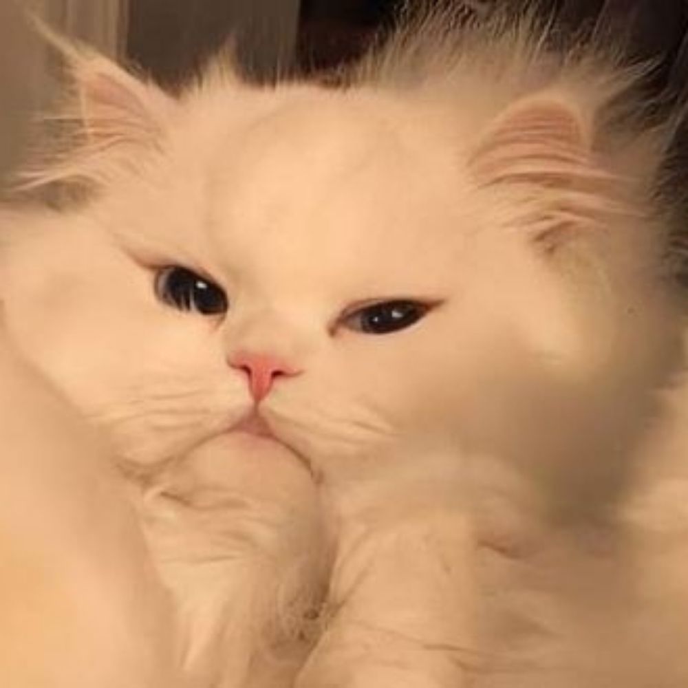 Songül
