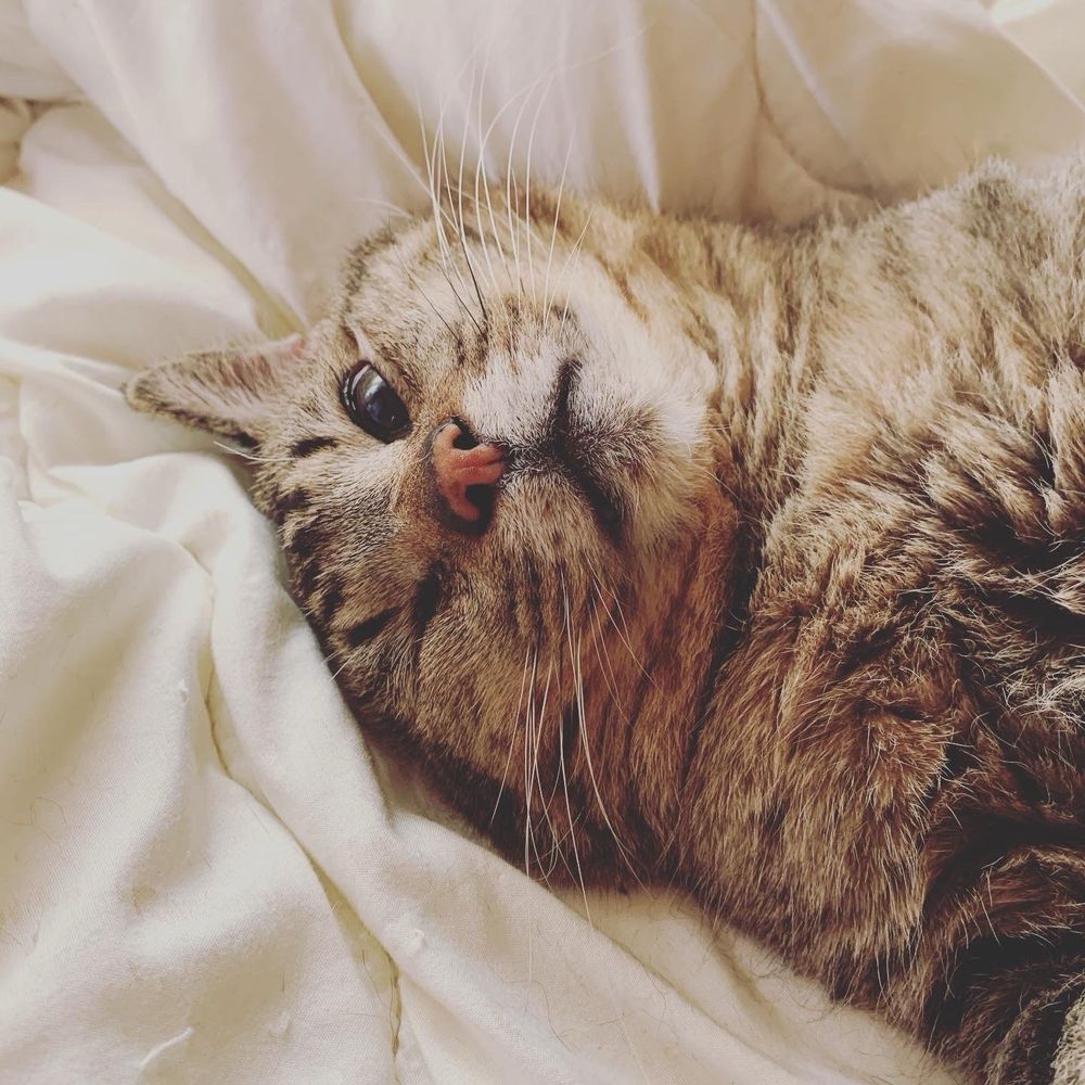 しましまのねこ
